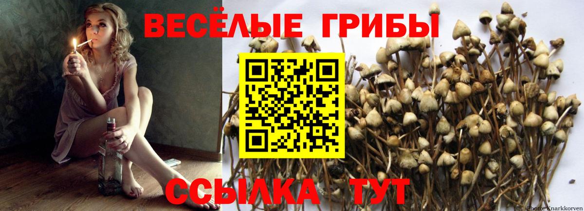 Гулькевичи  наркотики  Вход с VPN  Галлюциногенные грибы Cubensis 